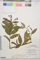 苞葉木藏品圖，第1張