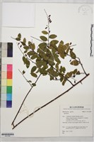 登錄號:S211646藏品圖，第1張