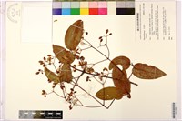 登錄號:S211689藏品圖，第1張