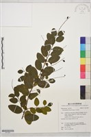 小勾兒茶藏品圖，第1張