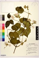 登錄號:S211830藏品圖，第1張