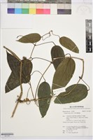 亨利氏鐵線蓮藏品圖，第1張