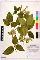 登錄號:S211867藏品圖，第1張