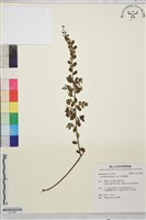 小葉黃鱔藤藏品圖，第1張