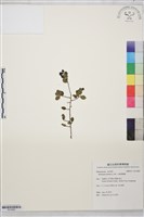 小葉黃鱔藤藏品圖，第1張