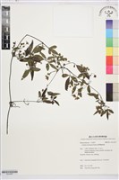 臺灣鐵線蓮藏品圖，第1張