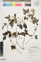 臺灣鐵線蓮藏品圖，第1張