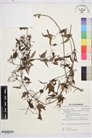 大肚山威靈仙藏品圖，第1張