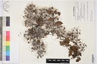 大肚山威靈仙藏品圖，第1張