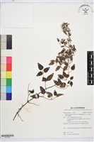 大肚山威靈仙藏品圖，第1張