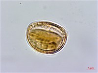 大肚山威靈仙藏品圖，第3張