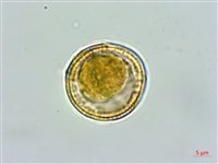 大肚山威靈仙藏品圖，第4張