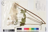 小白頭翁、野棉花藏品圖，第1張