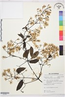 柱果鐵線蓮藏品圖，第1張