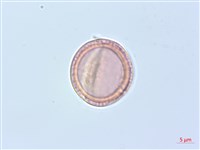 柱果鐵線蓮藏品圖，第1張