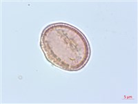 柱果鐵線蓮藏品圖，第2張