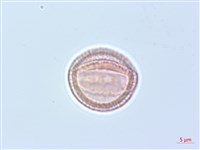 柱果鐵線蓮藏品圖，第3張