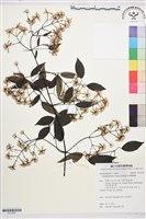 柱果鐵線蓮藏品圖，第1張