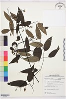 柱果鐵線蓮藏品圖，第1張