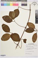 厚葉鐵線蓮藏品圖，第1張