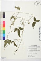 銹毛鐵線蓮藏品圖，第1張