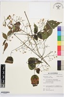 串鼻龍藏品圖，第1張