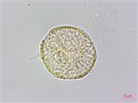 串鼻龍藏品圖，第2張