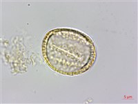 串鼻龍藏品圖，第3張