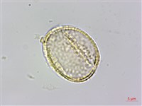 串鼻龍藏品圖，第4張