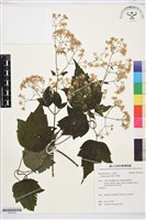 串鼻龍藏品圖，第1張