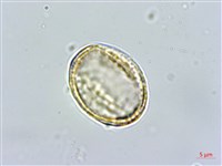 串鼻龍藏品圖，第2張