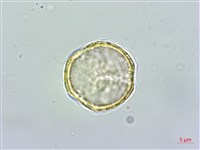 串鼻龍藏品圖，第3張