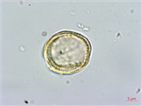 串鼻龍藏品圖，第4張