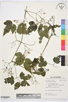 串鼻龍藏品圖，第1張