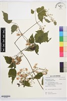 串鼻龍藏品圖，第1張