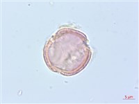 串鼻龍藏品圖，第2張