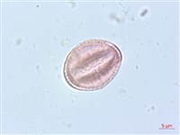 串鼻龍藏品圖，第4張