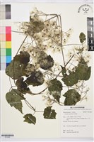 串鼻龍藏品圖，第1張