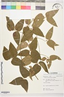 麥氏鐵線蓮藏品圖，第1張