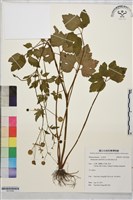 鉤柱毛茛藏品圖，第1張