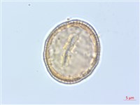 巴氏鐵線蓮藏品圖，第1張