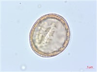 巴氏鐵線蓮藏品圖，第2張