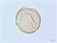 巴氏鐵線蓮藏品圖，第3張