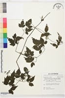 巴氏鐵線蓮藏品圖，第1張