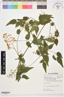 梨山小蓑衣藤藏品圖，第1張