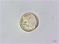 梨山小蓑衣藤藏品圖，第2張