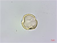 梨山小蓑衣藤藏品圖，第3張