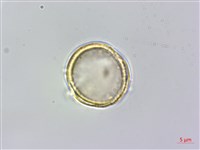 梨山小蓑衣藤藏品圖，第4張