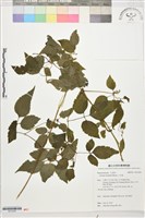 小木通藏品圖，第1張