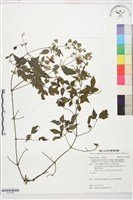 巴氏鐵線蓮藏品圖，第1張